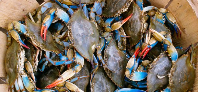 Best Internet Providers in Maryland