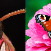 The Secret Electrostatic World of Insects