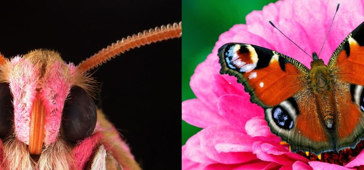 The Secret Electrostatic World of Insects