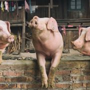 AI Is Decoding Oinks to See if the Pigs Are Alright