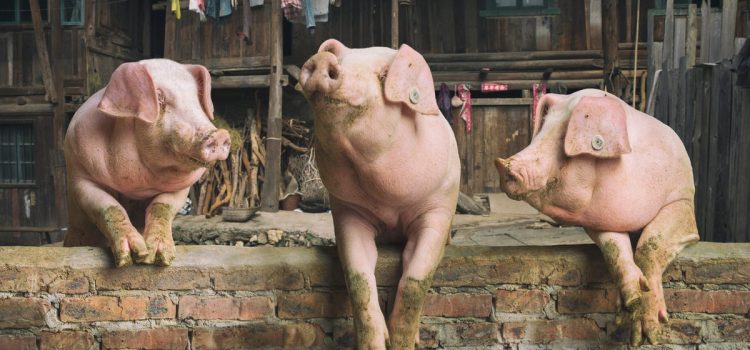 AI Is Decoding Oinks to See if the Pigs Are Alright