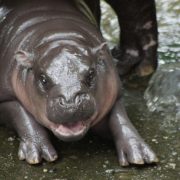 Meet Moo Deng, Pesto the Penguin and Other Viral Animals We Love to Love