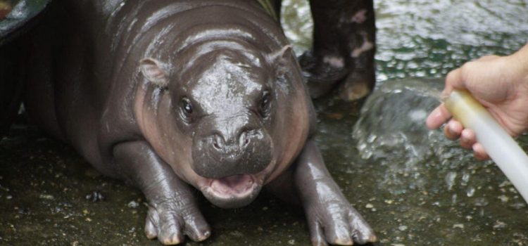 Meet Moo Deng, Pesto the Penguin and Other Viral Animals We Love to Love