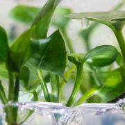 The Best Houseplants for Low-Light Rooms and Air Purification