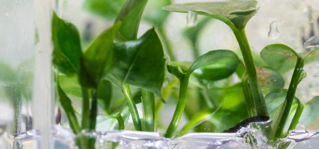 The Best Houseplants for Low-Light Rooms and Air Purification