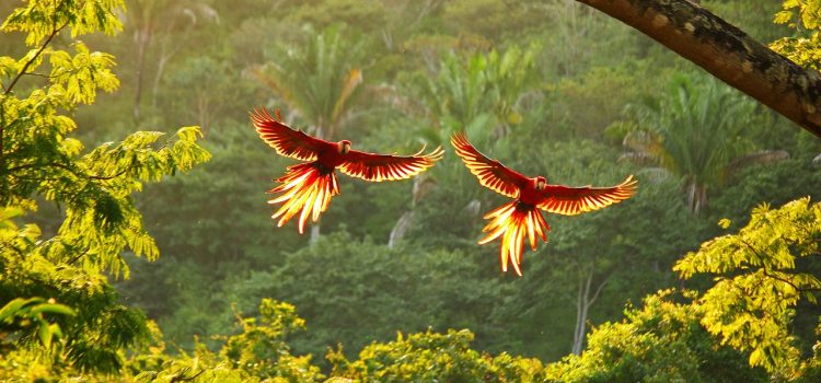 Costa Rica Is Saving Forest Ecosystems by Listening to Them