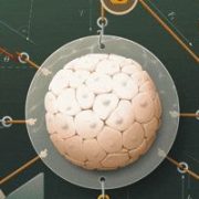 How Genes Have Harnessed Physics to Grow Living Things