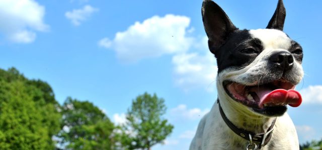 The Climate Impact of Owning a Dog