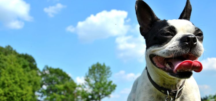 The Climate Impact of Owning a Dog