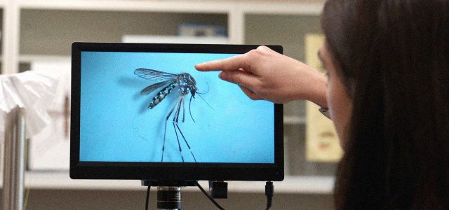 An Invasive Disease-Carrying Mosquito Has Spread to the Rocky Mountains