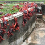 Google plans secret AI military outpost on tiny island overrun by crabs