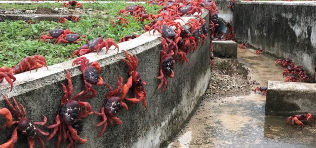 Google plans secret AI military outpost on tiny island overrun by crabs