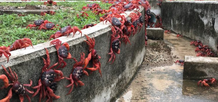 Google plans secret AI military outpost on tiny island overrun by crabs