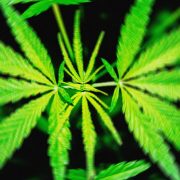 A Proposed Federal THC Ban Would ‘Wipe Out’ Hemp Products That Get People High