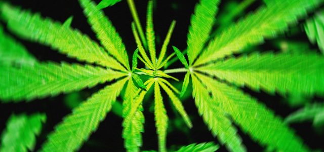 A Proposed Federal THC Ban Would ‘Wipe Out’ Hemp Products That Get People High