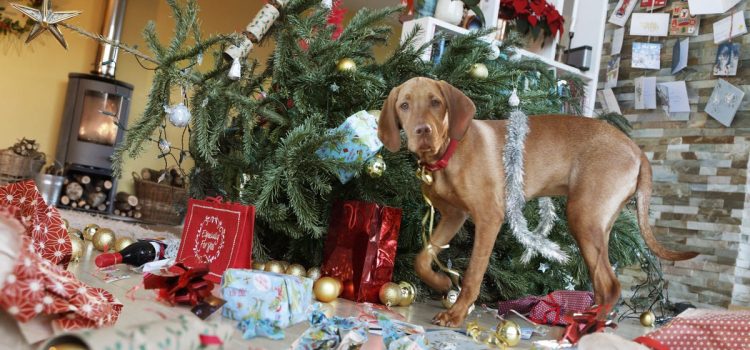 Do Your Dogs Freak Out When They Hear Wham’s Last Christmas? There’s a Reason for That