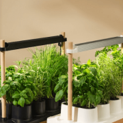 The Auk Mini Herb Garden Is Still Up to $30 Off (2025)