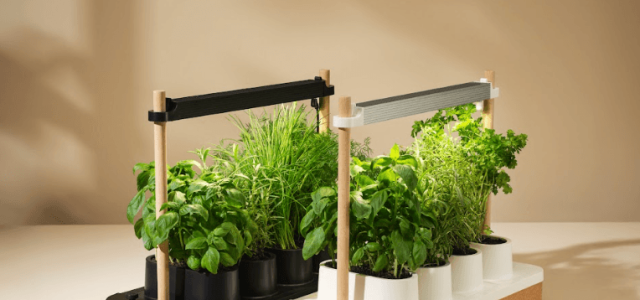The Auk Mini Herb Garden Is Still Up to $30 Off (2025)