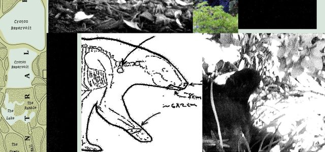 New Records Reveal the Mess RFK Jr. Left When He Dumped a Dead Bear in Central Park