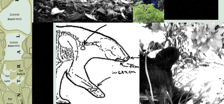 New Records Reveal the Mess RFK Jr. Left When He Dumped a Dead Bear in Central Park