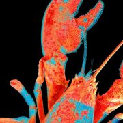 Moltbook, the Social Network for AI Agents, Exposed Real Humans’ Data