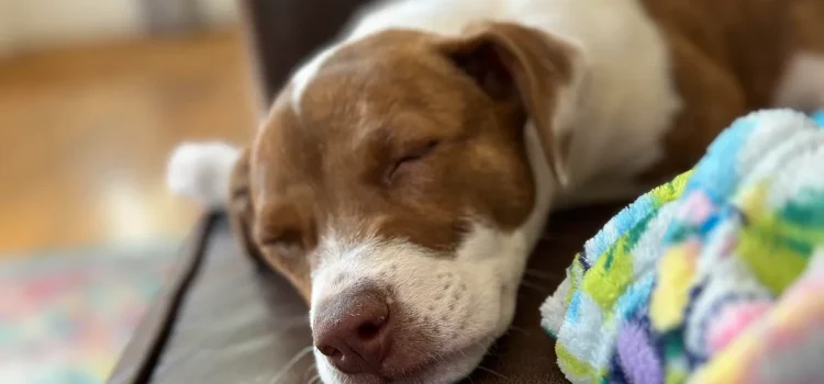 Here’s How to Turn Your Favorite Pet Photo Into a Cute iPhone Emoji
