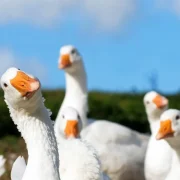 Goose, a New Gay Dating App, Appears to Be a Psyop