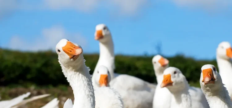 Goose, a New Gay Dating App, Appears to Be a Psyop