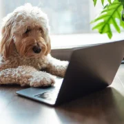 We Need to Talk About Wednesday’s Doggone Connections Puzzle